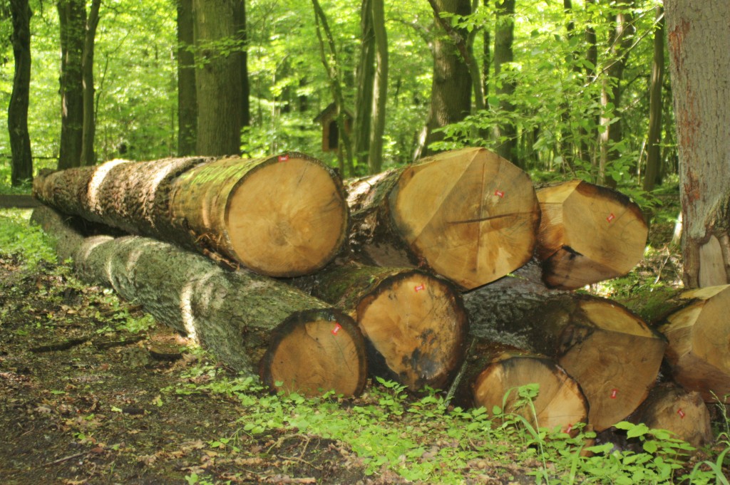 Wir verwenden Holz aus den Wäldern rund um den Hof.